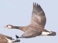 Canada Goose x Greylag Goose hybrid